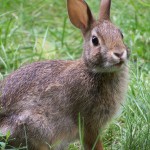 Rabbit-closeup-profile-looking